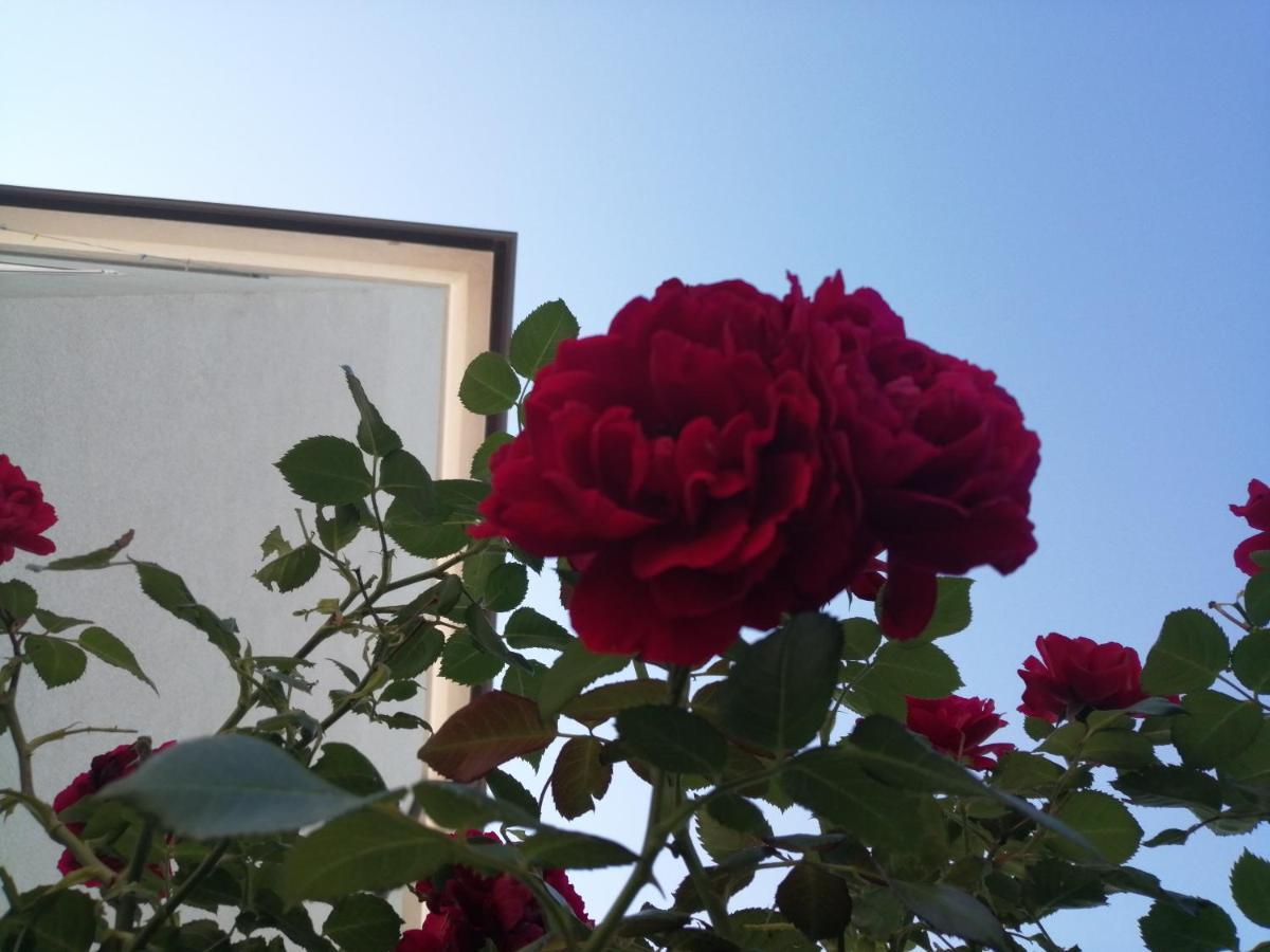 Appartamento Lea Rovigno Esterno foto